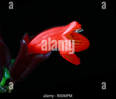 40,549.02241 - Lippenstift Pflanze, Aeschynanthus radicans, Rohr geformten roten crimson Blume schwarzer Hintergrund, grüne Blätter, Nahaufnahme, Nahaufnahme, Werk Stockfoto