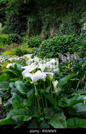 Zantedeschia aethiopica wachsen in einem Schatten Woodland Garden Stockfoto