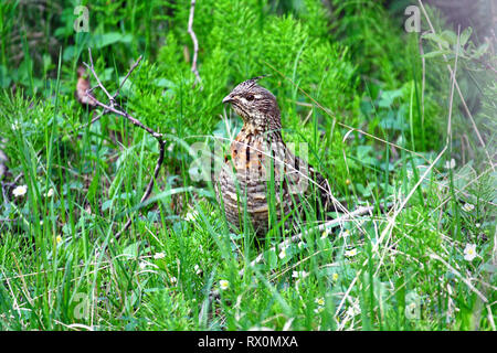 Foto: 40,708.08762 - - Huhn - Größe Hochland Spiel Bird, weiblichen Vari Grouse (Bonasa umbellus) im grünen Gras und fast versteckt Stockfoto