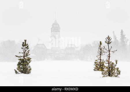 Pinien in einem Schneesturm, Assiniboine Park Pavillon im Hintergrund, Assiniboine Park, Winnipeg, Manitoba, Kanada. Stockfoto