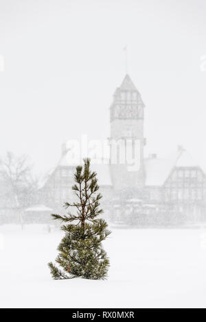 Ein Einsamer Kiefer in einem Blizzard, Assiniboine Park Pavillon im Hintergrund, Assiniboine Park, Winnipeg, Manitoba, Kanada. Stockfoto