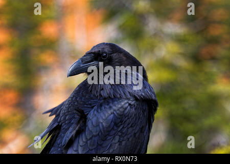 42,166.00982 - schöner großer schwarzer Vogel Rabe (Corvus Corax, Corvidae - 20' Schnabel Schwanzspitze), Bryce Canyon National Park, Utah, USA Nordamerika Stockfoto