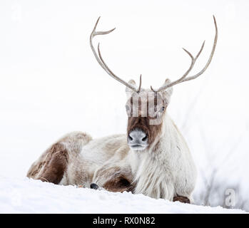 Boreal Woodland Caribou, Rangifer tarandus, im Winter, Captive animal, Manitoba, Kanada. Stockfoto