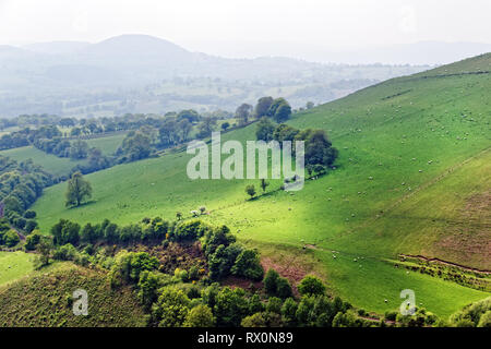 42,518.02948 Schafe auf schöne foggy Green walisischen Hügel Ackerland Landschaft Tywi Valley's rollenden Weide Hügel, Landwirtschaft, Wales, Großbritannien Stockfoto