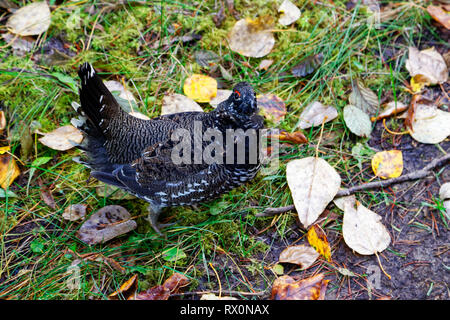 Foto: 42,642.06622 - männliche Spruce Grouse (Falcipennis canadensis) Upland game Bird Phasianidae, Herbst Blätter auf dem Boden sind, Nahaufnahme, Grau & Schwarz Stockfoto