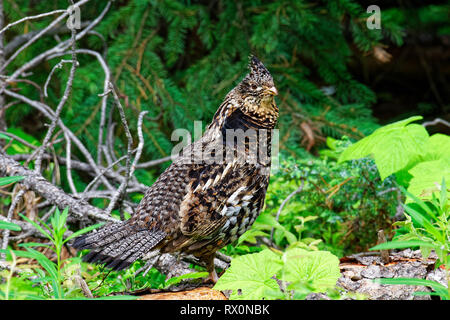 43,262.01258 -- Close up alert Vari Grouse henne Waldrand, Bonasa umbellus, Hochland Spiel bird Phasianidae, puffed up Hals Federn, seitlich auf der Suche Stockfoto