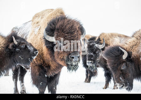 Plains Bisons, Bison bison Bison, im Winter, Manitoba, Kanada. Stockfoto