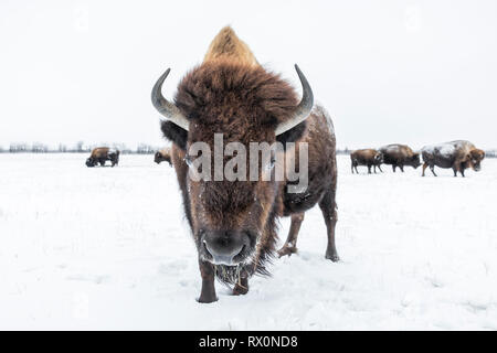 Plains Bisons, Bison bison Bison, im Winter, Manitoba, Kanada. Stockfoto
