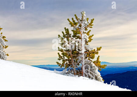 43,489.03976 windblown Eis bedeckt Icy 8' hoch Nadelbaumbaum, frischen Schnee auf dem Boden, attraktive bewölkter Himmel Hintergrund Stockfoto