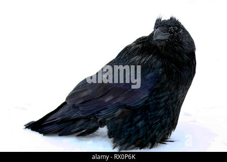 40,524.02017 - schöner großer schwarzer Vogel Rabe (Corvus Corax, Corvidae - 20' langen Schnabel Schwanzspitze), stehend im Schneesturm -22°F Jasper, Canada, BC Stockfoto