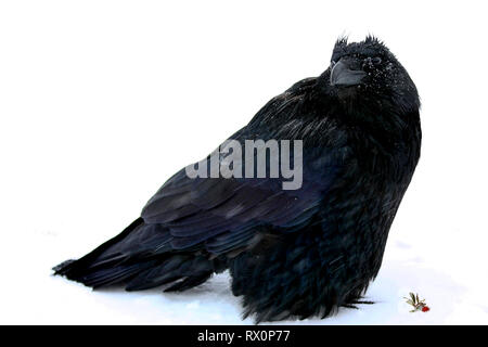 40,524.02018 - schöner großer schwarzer Vogel Rabe (Corvus Corax, Corvidae - 20' langen Schnabel Schwanzspitze), stehend im Schneesturm -22°F Jasper, Canada, BC Stockfoto