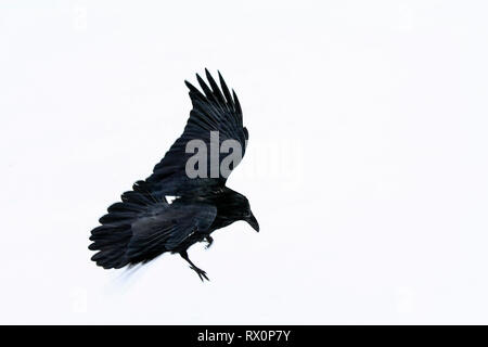 40,524.02030 - Dieses schöne große schwarze Vogel im Schneesturm Fliegen ist ein Rabe (Corvus Corax, Corvidae - in der Nähe der 20' langen, Schnabel bis zur Spitze des Schwanzes), Jasper Stockfoto