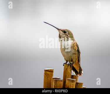 Allens Kolibri (Selasphorus sasin) Los Angeles, CA. Stockfoto