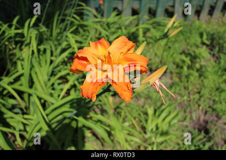 Hemerocallis fulva 'Kwanso' - schlafende, Doppel blühenden Orange Daylily Stockfoto