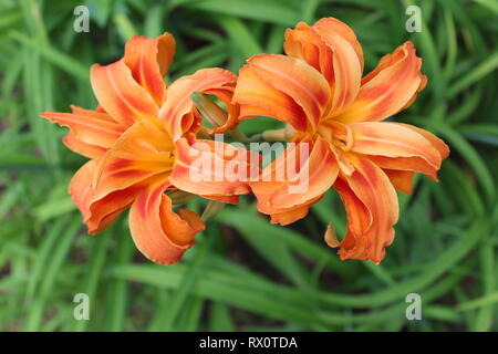 Hemerocallis fulva 'Kwanso' - schlafende, Doppel blühenden Orange Daylily Stockfoto