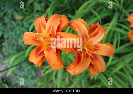 Hemerocallis fulva 'Kwanso' - schlafende, Doppel blühenden Orange Daylily Stockfoto