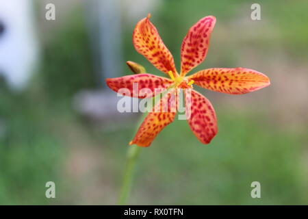 Iris domestica AKA leopard Lily, Black Rose, und Leopard Blume Stockfoto