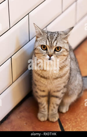 Schöne portrait einer Britisch Kurzhaar Katze. die Katze schaut und wartet. verspielte Katze warten auf ein Spielzeug. für Dekoration und Design Stockfoto