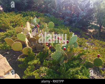 Feigenkakteen Obst. Sabres, Früchte der Opuntia ficus-indica Arten von Kakteen, auch genannt als indische Bild Opuntia, Barbary Abb., Feigenkaktus Stockfoto