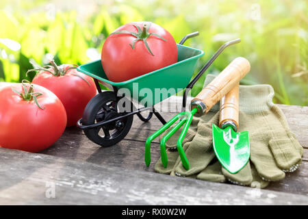 Kleiner Garten Schubkarre mit roten reifen Tomaten, Rechen, Schaufel und Handschuhe auf Bank aus Holz im Garten. Stockfoto