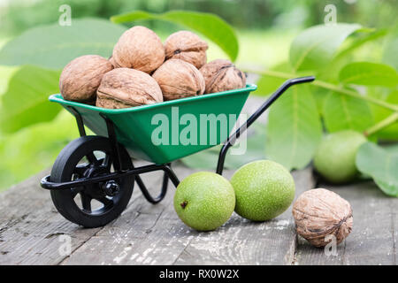 Kleiner Garten Schubkarre voller Walnüsse, grüne Nüsse und Blätter im Garten im Freien. Stockfoto