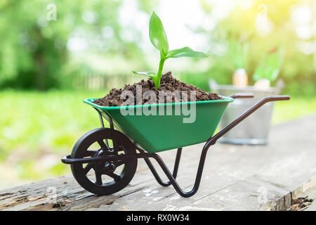 Kleiner Garten Schubkarre mit wachsenden Sämling im Boden im Freien. Stockfoto