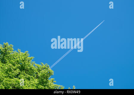 Eine Baumkrone und Long Trail von Jet Flugzeug auf blauen Himmel. Stockfoto