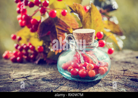 Flaschen Gefüllte Schneeball Beeren auf Baumstumpf im Freien, Rot Viburnum Zweig auf Hintergrund, Kräutermedizin. Selektive konzentrieren. Stockfoto