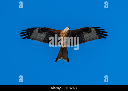 Rotmilan (Milvus milvus) Raubvogel Stockfoto