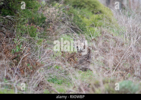 Eine wilde bobcat Pausen zur Erholung inmitten einer Aufruhr der Straßenrand Chaparral. Stockfoto