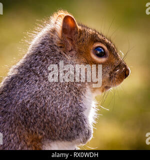 Porträt eines Östlichen graue Eichhörnchen Stockfoto