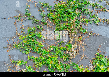 Graue Wand mit Schleichendem grünen Weinstock. Stockfoto