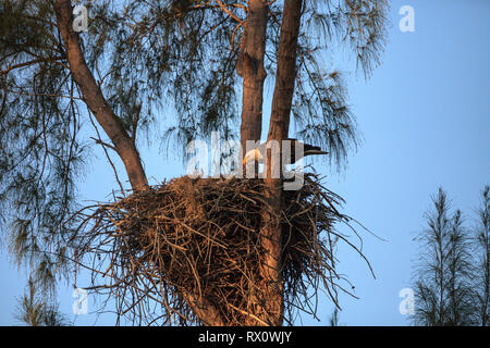 Weißkopfseeadler Haliaeetus leucocephalus speist die eaglets in ihrem Nest von Küken auf Marco Island, Florida im Winter. Stockfoto