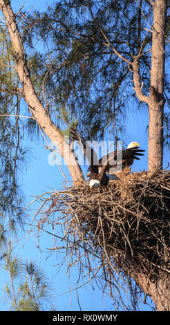 Flying Weißkopfseeadler Haliaeetus leucocephalus Eltern mit ihrem Nest von Küken auf Marco Island, Florida im Winter. Stockfoto