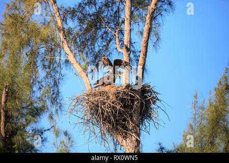 Flying Weißkopfseeadler Haliaeetus leucocephalus Eltern mit ihrem Nest von Küken auf Marco Island, Florida im Winter. Stockfoto