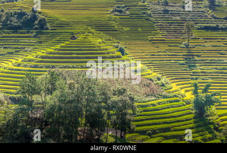 Reisterrassen auf Mu Cang Chai Stockfoto