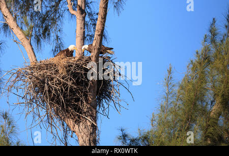 Familie mit zwei weißkopfseeadler Haliaeetus leucocephalus Eltern mit ihrem Nest von Küken auf Marco Island, Florida im Winter. Stockfoto