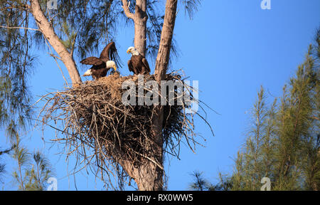 Familie mit zwei weißkopfseeadler Haliaeetus leucocephalus Eltern mit ihrem Nest von Küken auf Marco Island, Florida im Winter. Stockfoto