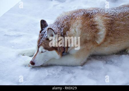 Schlafen Husky im Schnee Stockfoto