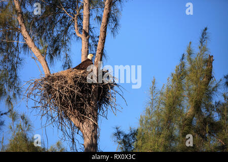 Familie mit zwei weißkopfseeadler Haliaeetus leucocephalus Eltern mit ihrem Nest von Küken auf Marco Island, Florida im Winter. Stockfoto