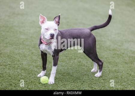 Blue-eyed Hündin Welpe American Pit Bull Terrier Spielen mit einem Tennisball. Stockfoto