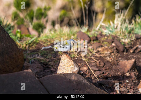 Madeira Buchfink Fringilla coelebs maderensis, Madeira, Portugal, Europa | Madeira Buchfink, Fringilla coelebs maderensis, Madeira, Portugal, Euro Stockfoto