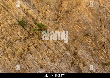 Kleiner Baum wächst aus einer strukturierten Felswand in die Samaria Schlucht auf der Insel Kreta, Griechenland Stockfoto