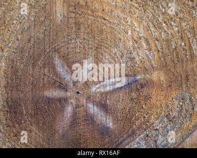 Eine Nahaufnahme Detail makro Gesicht auf der Stapel Stapel schneiden gesägt Abschnitt angemeldet gefällten Baum Bäume Holz Log zeichnet Gewürz für Forstwirtschaft Stockfoto