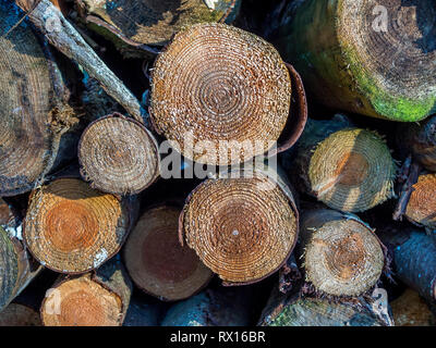 Eine Nahaufnahme Detail makro Gesicht auf der Stapel Stapel schneiden gesägt Abschnitt angemeldet gefällten Baum Bäume Holz Log zeichnet Gewürz für Forstwirtschaft Stockfoto