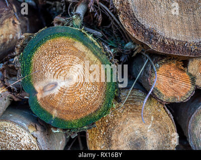 Eine Nahaufnahme Detail makro Gesicht auf der Stapel Stapel schneiden gesägt Abschnitt angemeldet gefällten Baum Bäume Holz Log zeichnet Gewürz für Forstwirtschaft Stockfoto