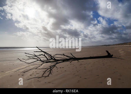 Angeschwemmten Baum auf Camber Sands mit stürmischen Himmel, Sturz, in der Nähe von Rye, East Sussex, England, Vereinigtes Königreich, Europa Stockfoto