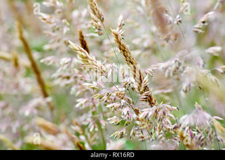 Gras, überwiegend Yorkshire Nebel (holcus lanatus), die in der Blume mit geringer Tiefenschärfe erschossen. Stockfoto