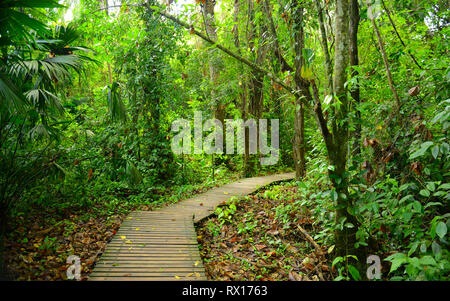 Der Wanderweg durch den Dschungel oder tropischen Regenwald im Tayrona Nationalpark durch das Karibische Meer in der Nähe von Santa Marta, Kolumbien. Stockfoto