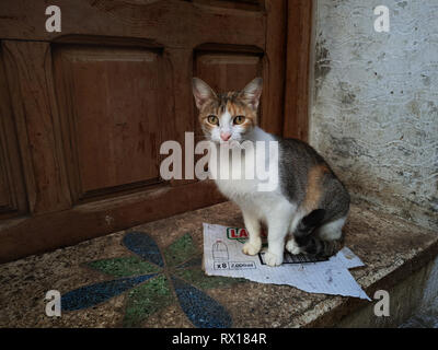 Eine streunende Katze sitzt auf den Stufen vor der Tür, Medina Asila, Marokko. Stockfoto
